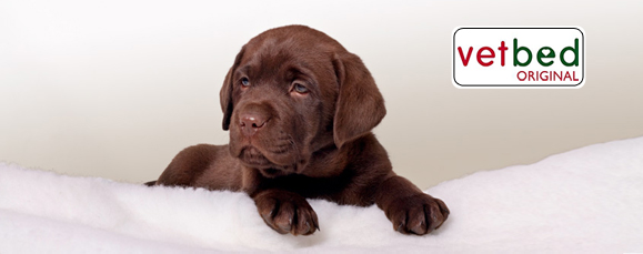 Gratis Hundezubehör und Hundebedarf