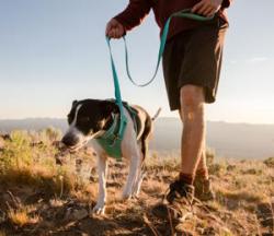 Sanftes Leinentraining mit dem Ruffwear Front Range Geschirr