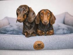 Finde das perfekte Hundebett für Deinen Hund