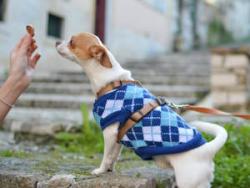 Leckere Hundekekse selbst backen