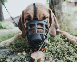 Maulkorb - Jeder Hund sollte ihn kennen