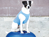 FitPAWS® Sportgeräte Fun – Dog – Fitness