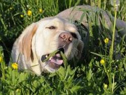 Warum fressen Hunde Gras? 