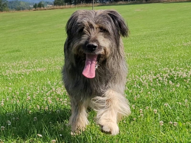Hund auf einer Wiese
