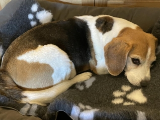 Beagle Flocke