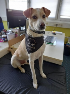 Sky, Bürohund bei hundeshop.de