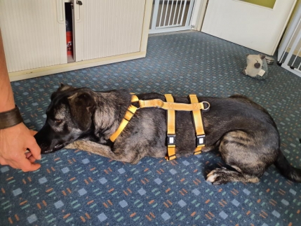 Hund im Sicherheitsgeschirr<br>