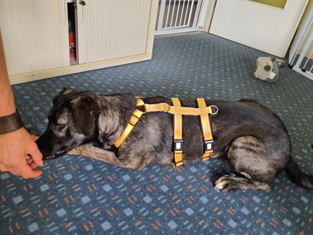 Hund im Sicherheitsgeschirr<br>