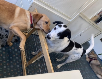 2 Hunde im Büro