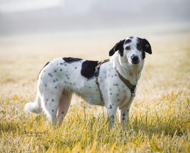 Hund auf einer Wiese