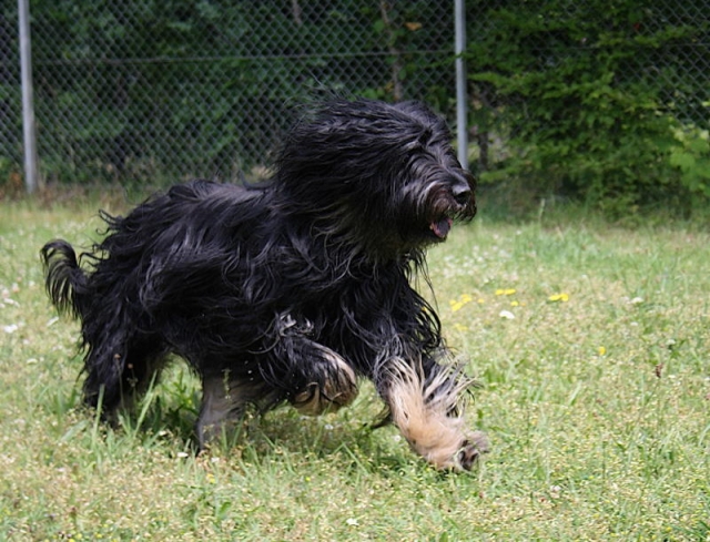 Hund laufend auf der Wiese