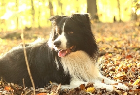 Border Collie Chap