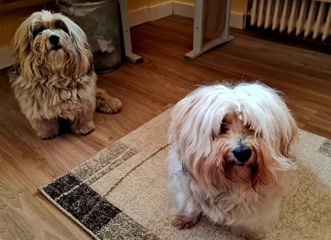 2 Havaneser Hunde
