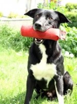 Finn mit Dummy, Foto Monika Münker<br>