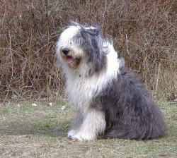 Mit der richtigen Ausrüstung ist die Fellpflege beim Hund einfach. 