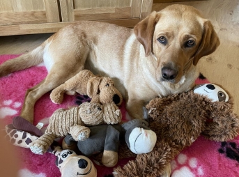 Labrador Emmi mit Kuscheltieren<br>