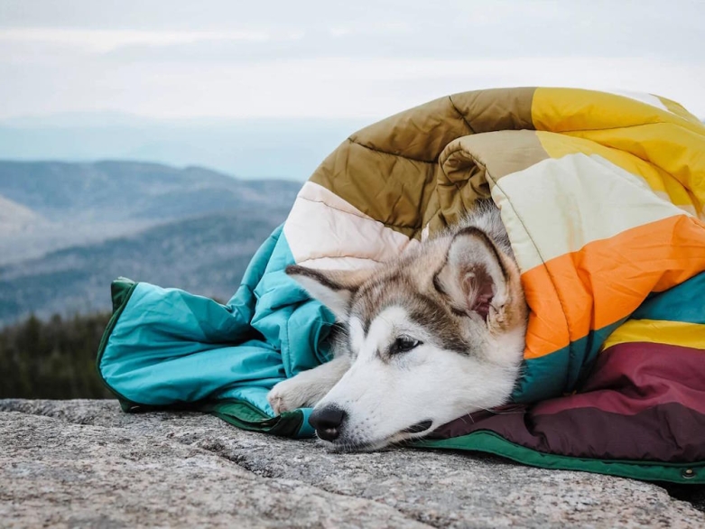 Husky mit Hundedecke