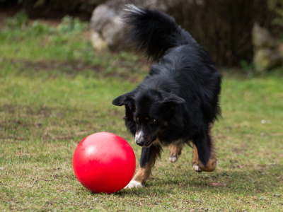 Hund schubst Ball
