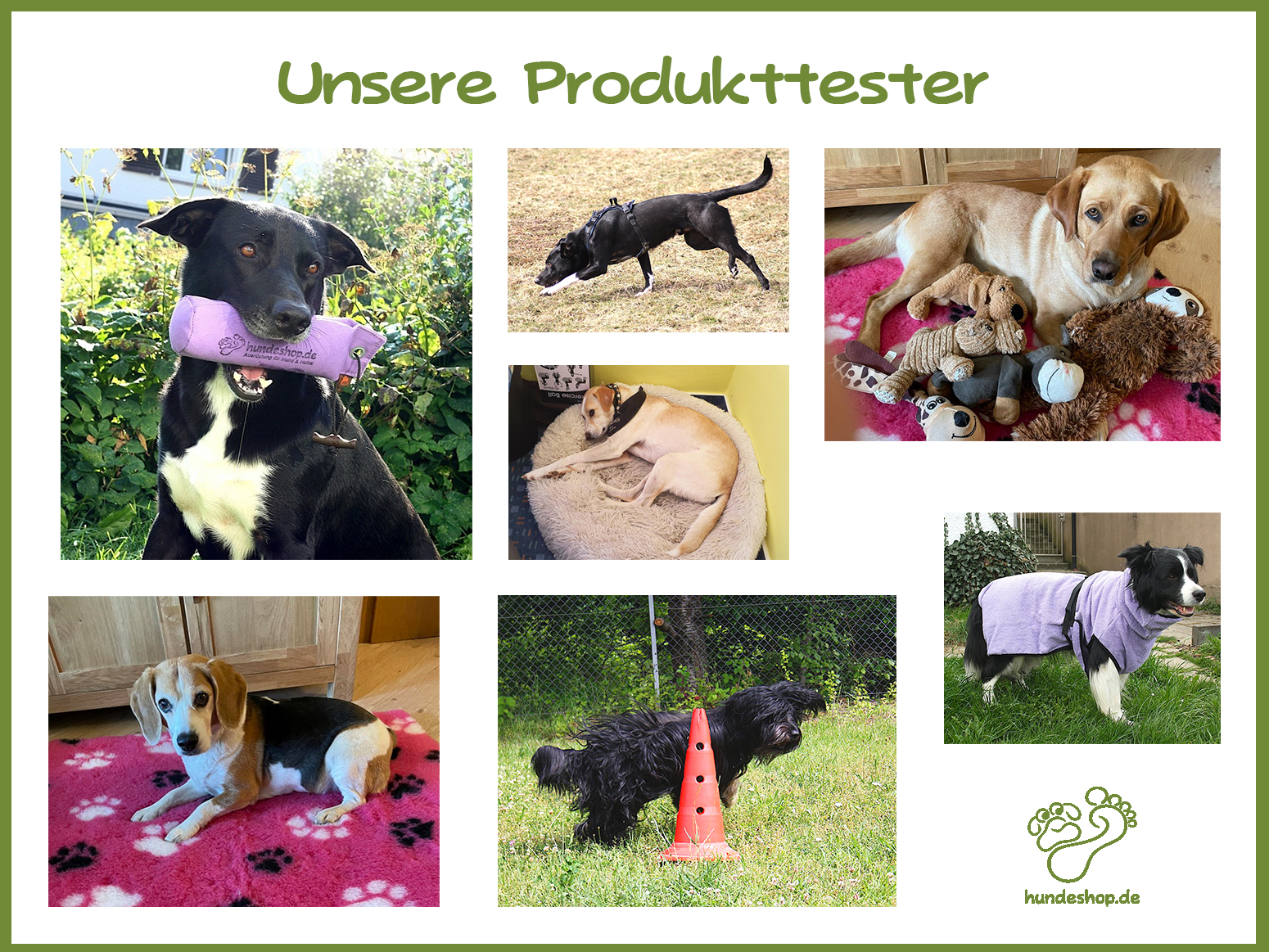 Bürohunde: Unsere Produkttester