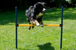 Agility