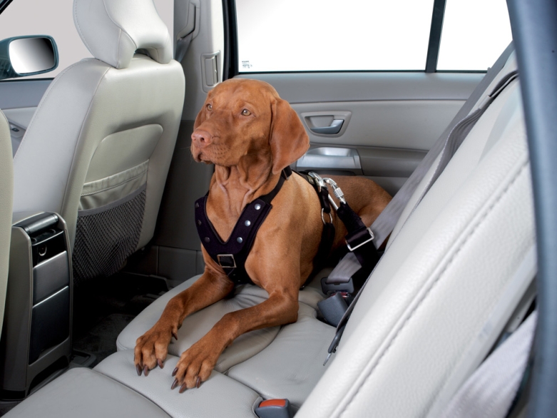Hund angeschnallt im Auto (Hunter)