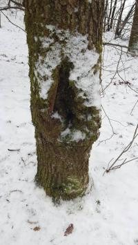 Auch an der Leine kann man den Hund sinnvoll beschäftigen