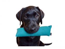 Hund apportiert Dummy