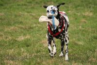 Hund mit Dummy