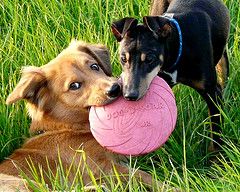 Zwei Hunde mit Frisbeescheibe 