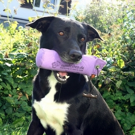 Hund mit Dummy