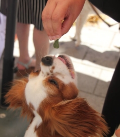 Hund wird mit Keks gefüttert