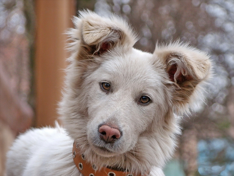 Hund mit Steh-Kipp-Ohren