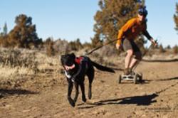 Hund zieht Halter auf Skateboard