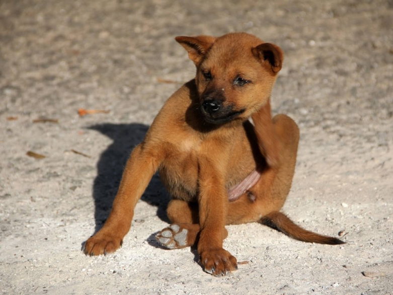 Hund der sich kratzt