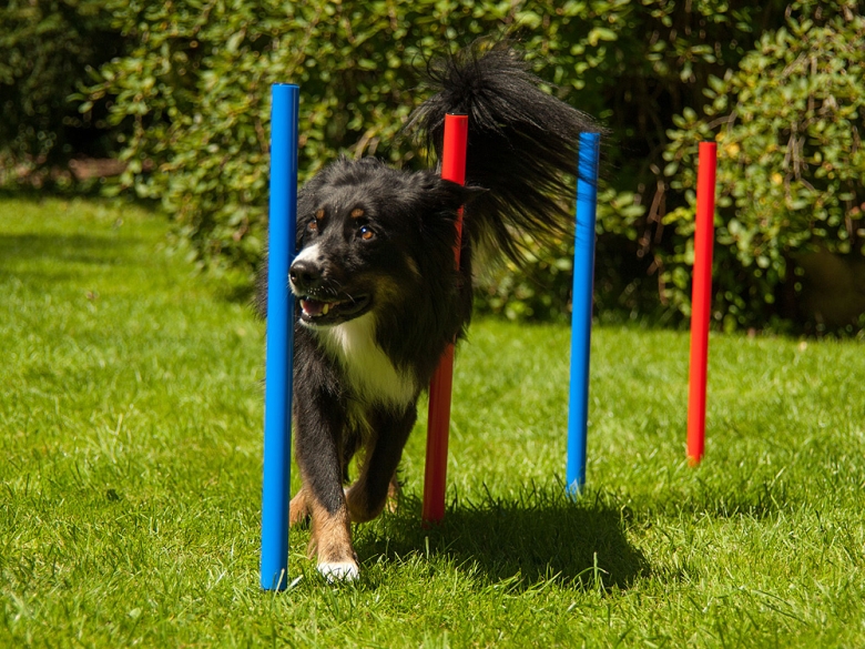 Agility Slalom