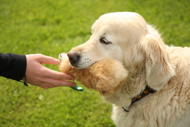 Hund Felldummy<br>