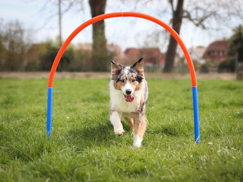 Hoopers Hundebogen