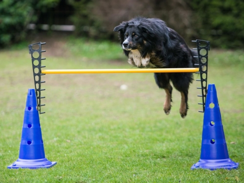 Agility Hürde