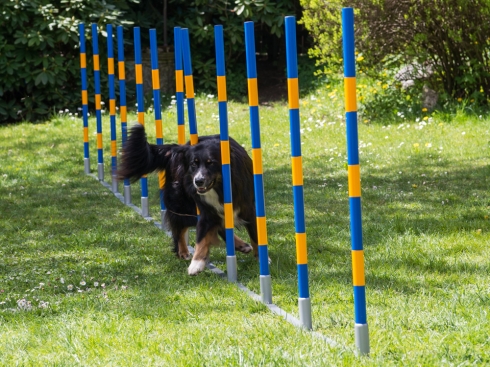 Agility Slalomstangen