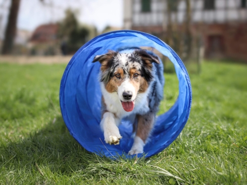 Agility Tunnel