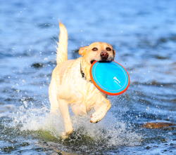 Hund mit Chuckit Frisbee