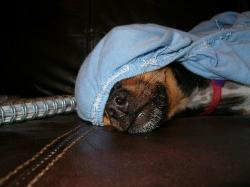 Hund schläft