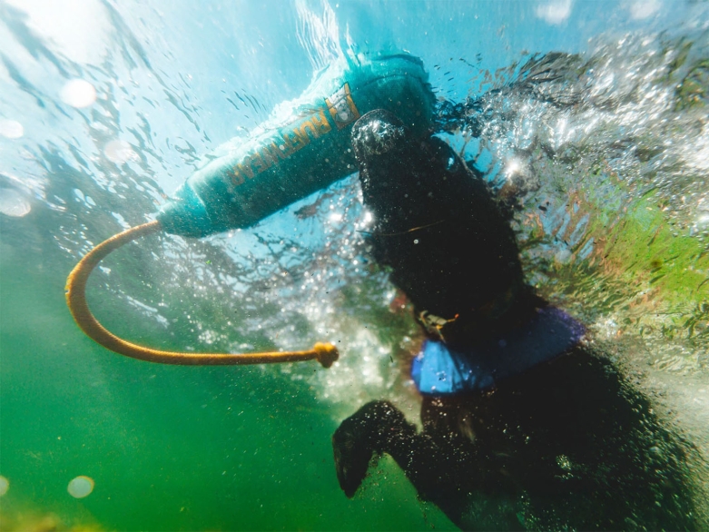 Hund bringt Dummy aus dem Wasser, Foto Ruffwear