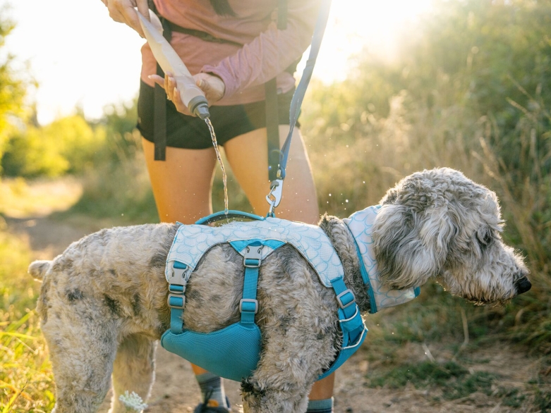 Hund mit Ruffwear Swamp Cooler Kühlgeschirr