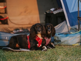2 Hunde auf der Decke Ruffwear Ausrüstung