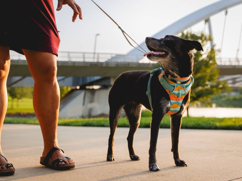 Hund mit Ruffwear Geschirr