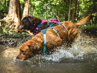 2 Hunde mit Ruffweargeschirr im Wasser