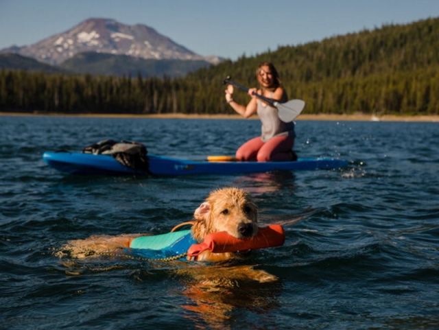 Retriever im Wasser