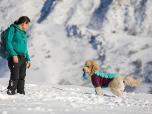 Hund im Schnee mit Ruffwear Hundejacke