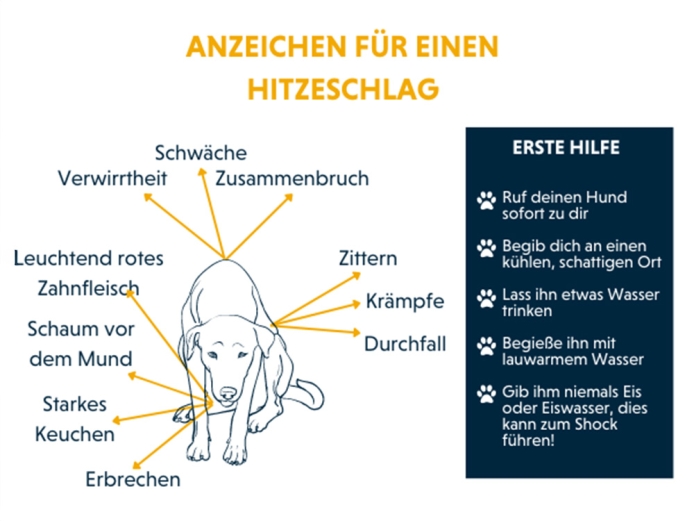 Anzeichen für Hitzschlag beim Hund